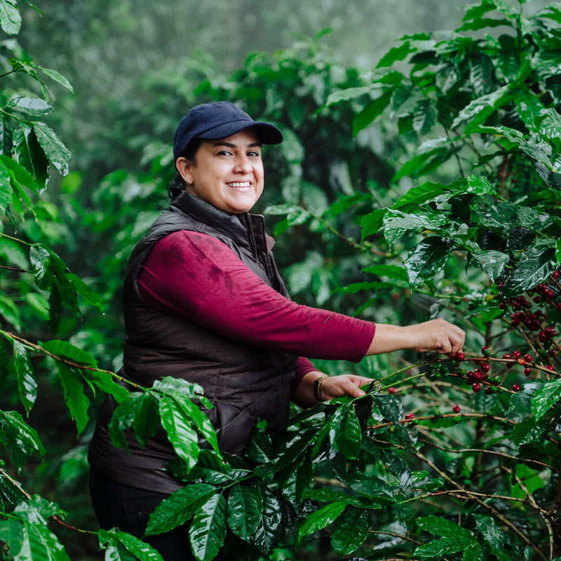 Single-Use Pour-Over Drip Bags - Parainema (Box of 10 Bags)