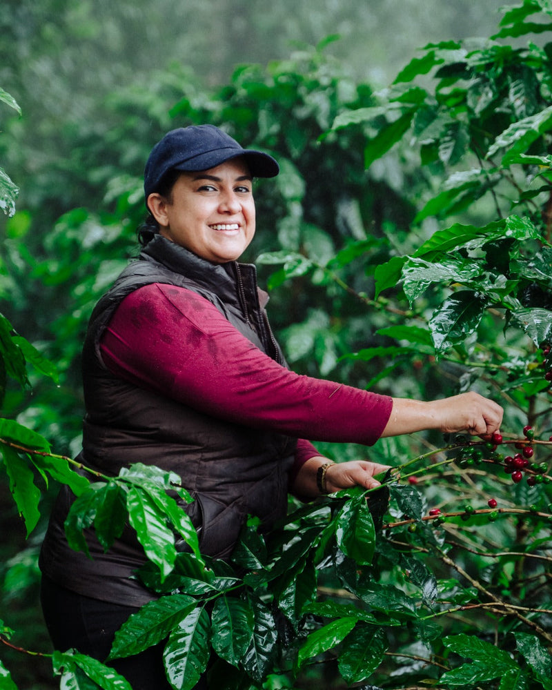 Honduran Parainema Coffee - 2-Pack